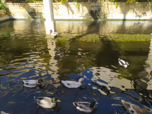 kitchen garden ducks