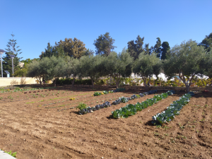 Kitchen Garden farm