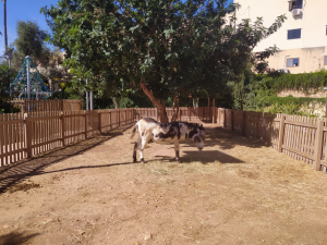 Kitchen garden horse