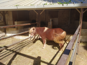 kitchen garden pony