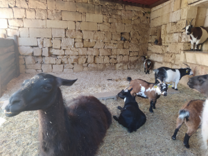 kitchen garden llama