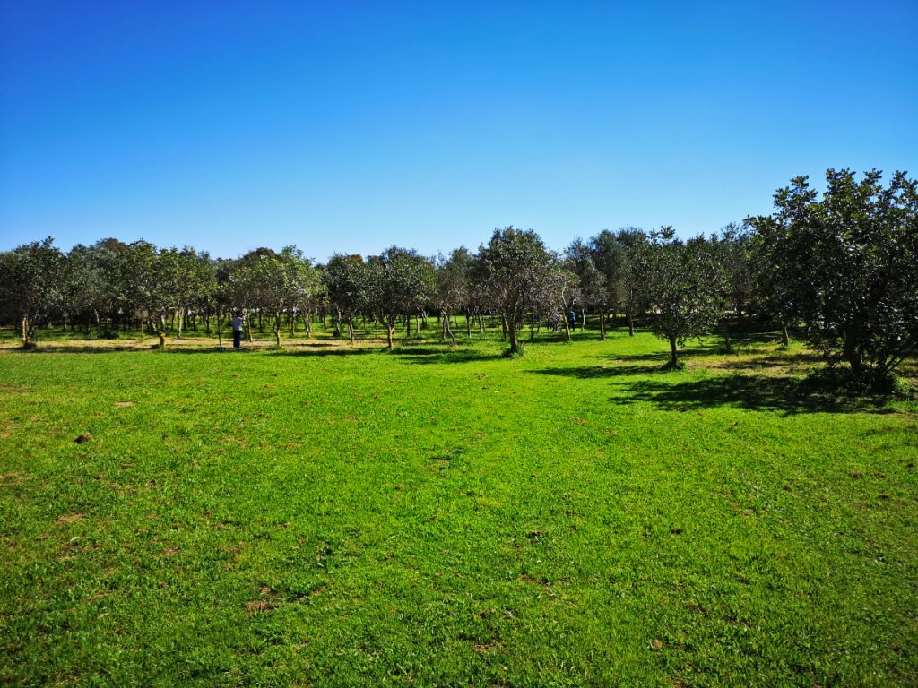 malta has no green spaces