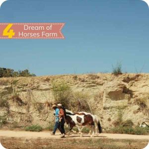 Dreams of Horses Farm in Gozo
