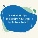 8 Practical Tips to Prepare Your Dog for Baby’s Arrival.
