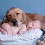 8 Practical Tips to Prepare Your Dog for Baby’s Arrival Web Banner