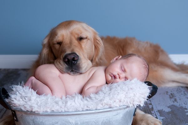 8 Practical Tips to Prepare Your Dog for Baby’s Arrival Web Banner