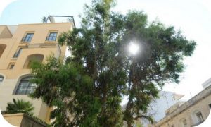 Last Tree in Spinola
