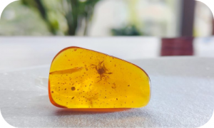 Kids News Ancient True Crab found in Myanmar
