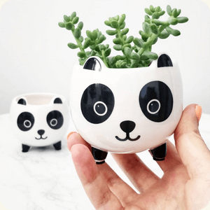 shelley's indoor jungle gift idea