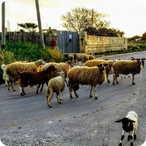Dwejra Lines Sheep Malta
