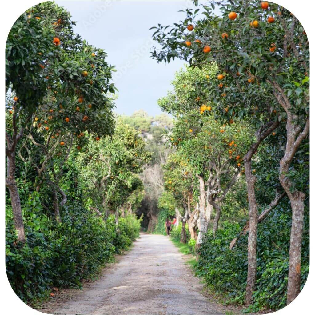 Buskett Gardens