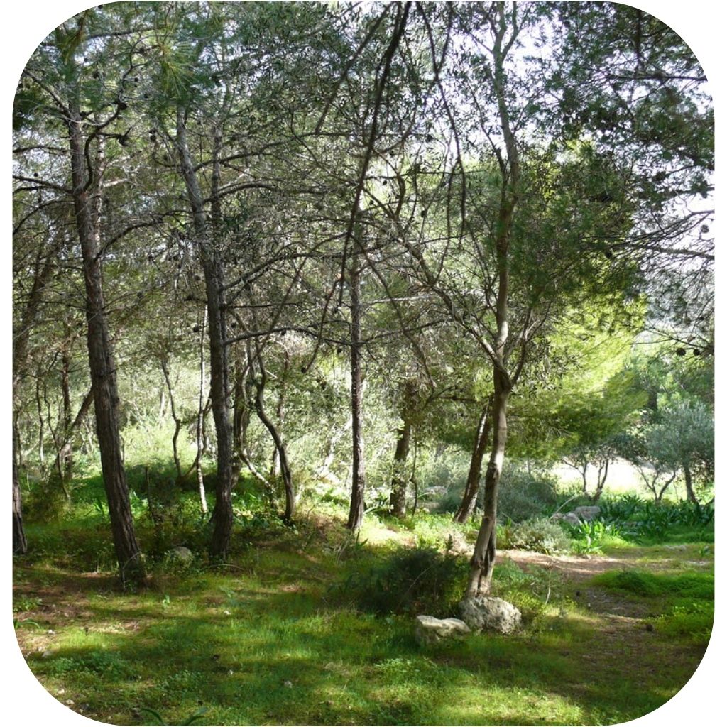 Miżieb Woodland - Mellieħa
