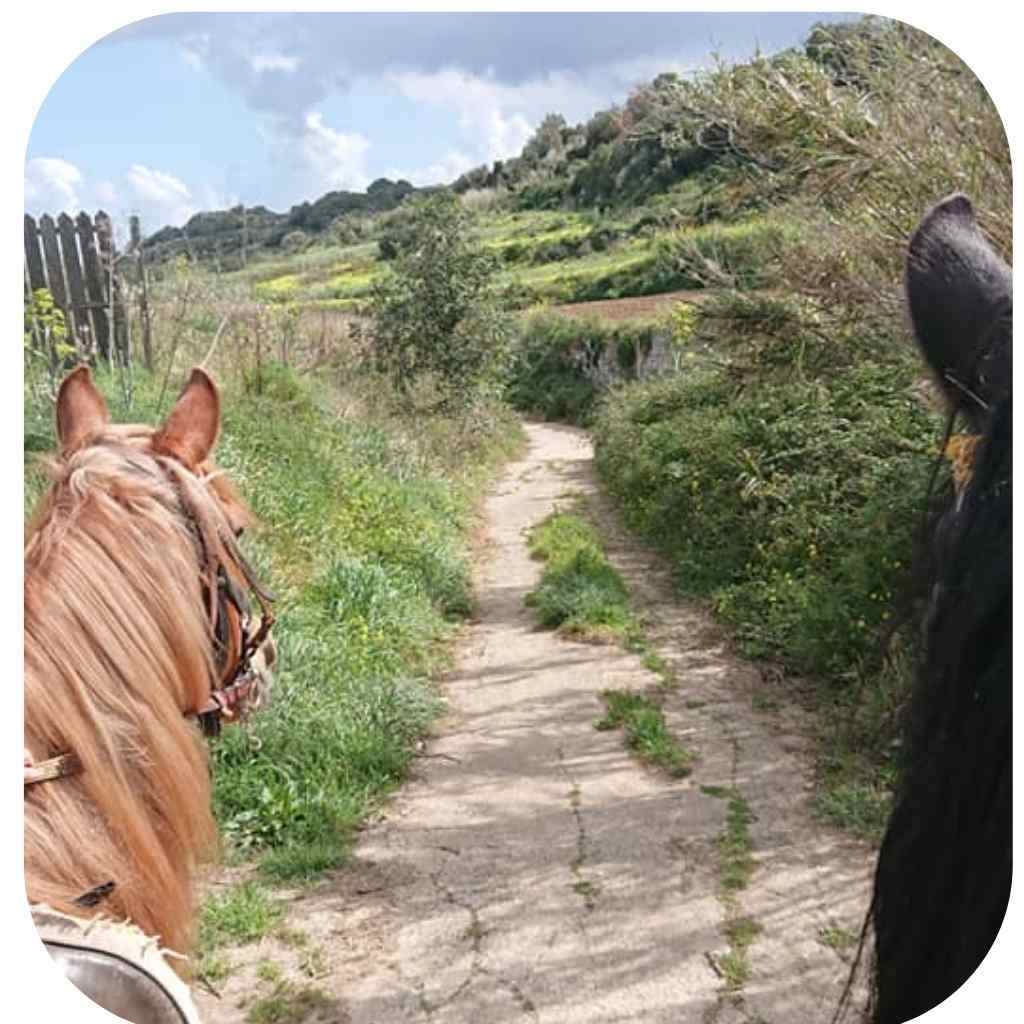 Horse Riding Malta