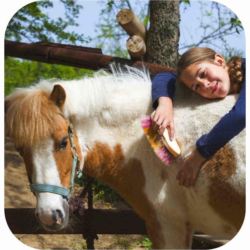 RMJ Rescue horses