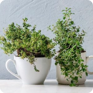 Planter pot